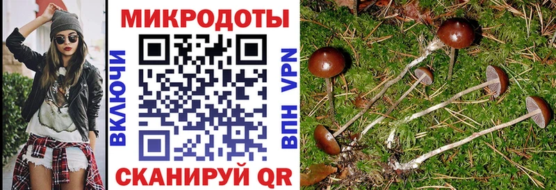 продажа наркотиков  Сортавала  Псилоцибиновые грибы Cubensis 